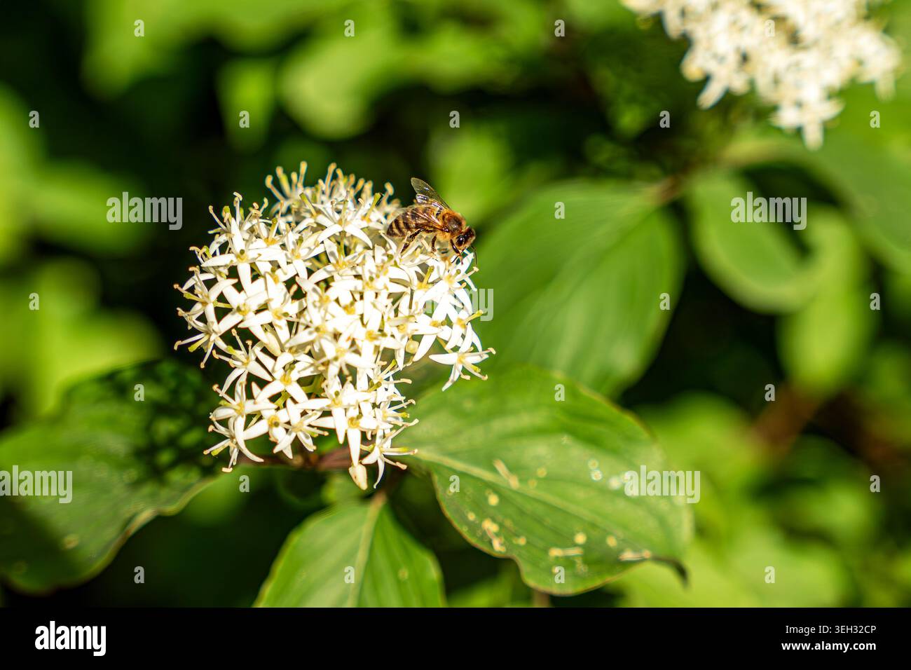 Büschel weißer Blüten des gewöhnlichen Hartriegels (Cornus sanguinea) blühen in einem sonnigen Garten mit einer Honigbiene Stockfoto