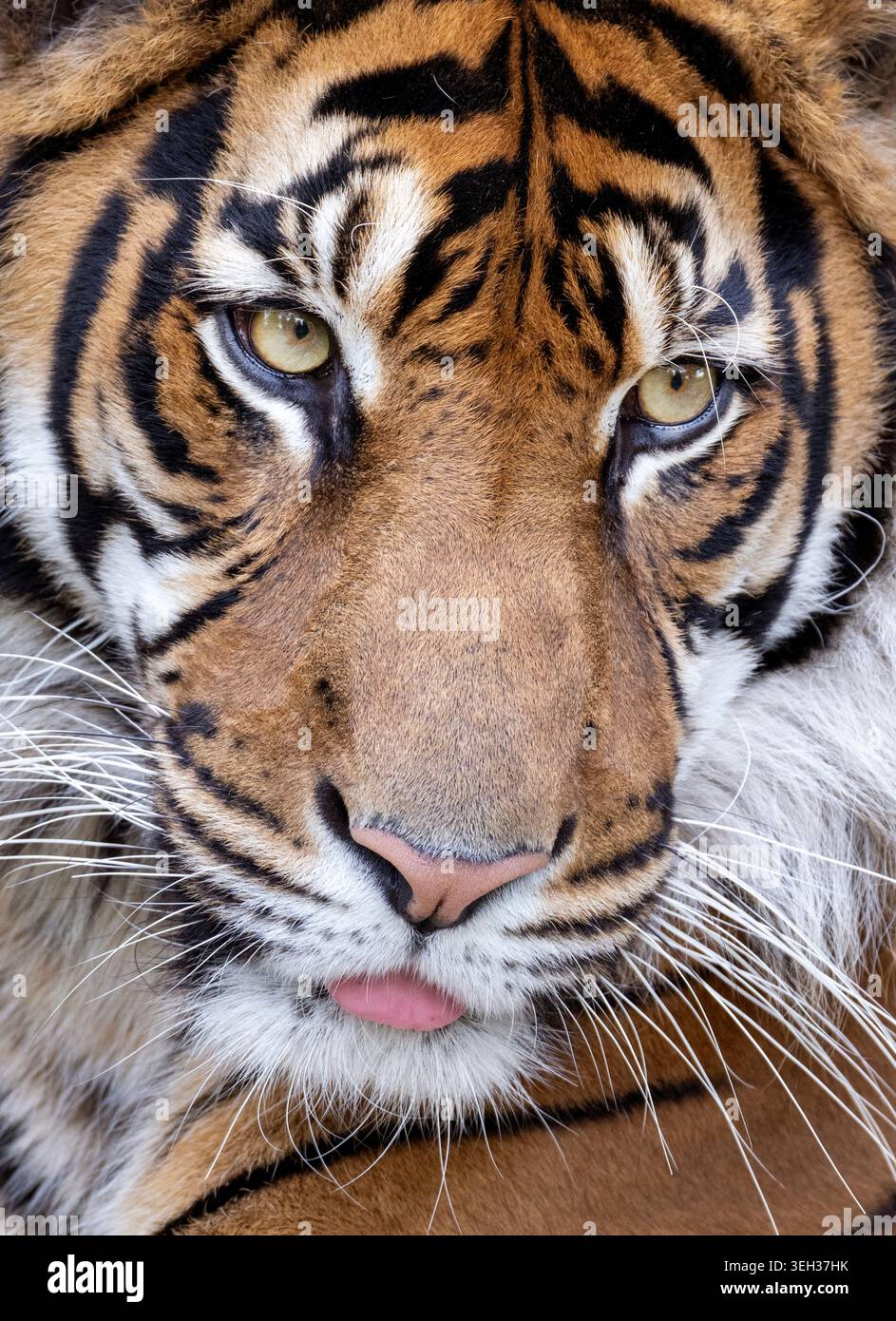 Männlicher Sumatratiger zeigt Zunge Stockfoto