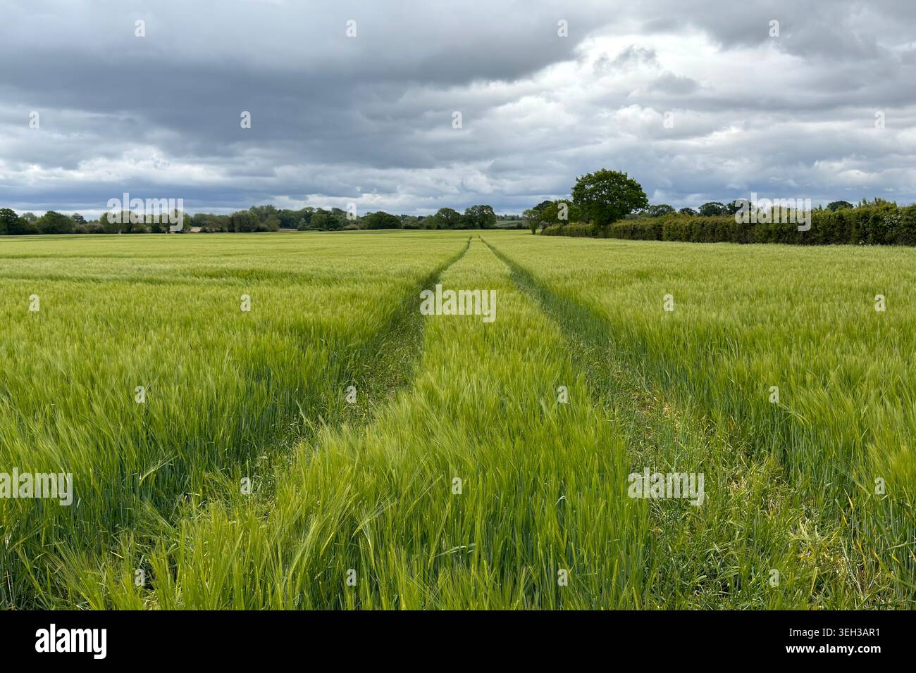 Ein Feld mit reifender grüner Gerste corp an einem hell bewölkten Frühlingstag, Großbritannien. - Smartphone-aufgenommenes Stockfoto