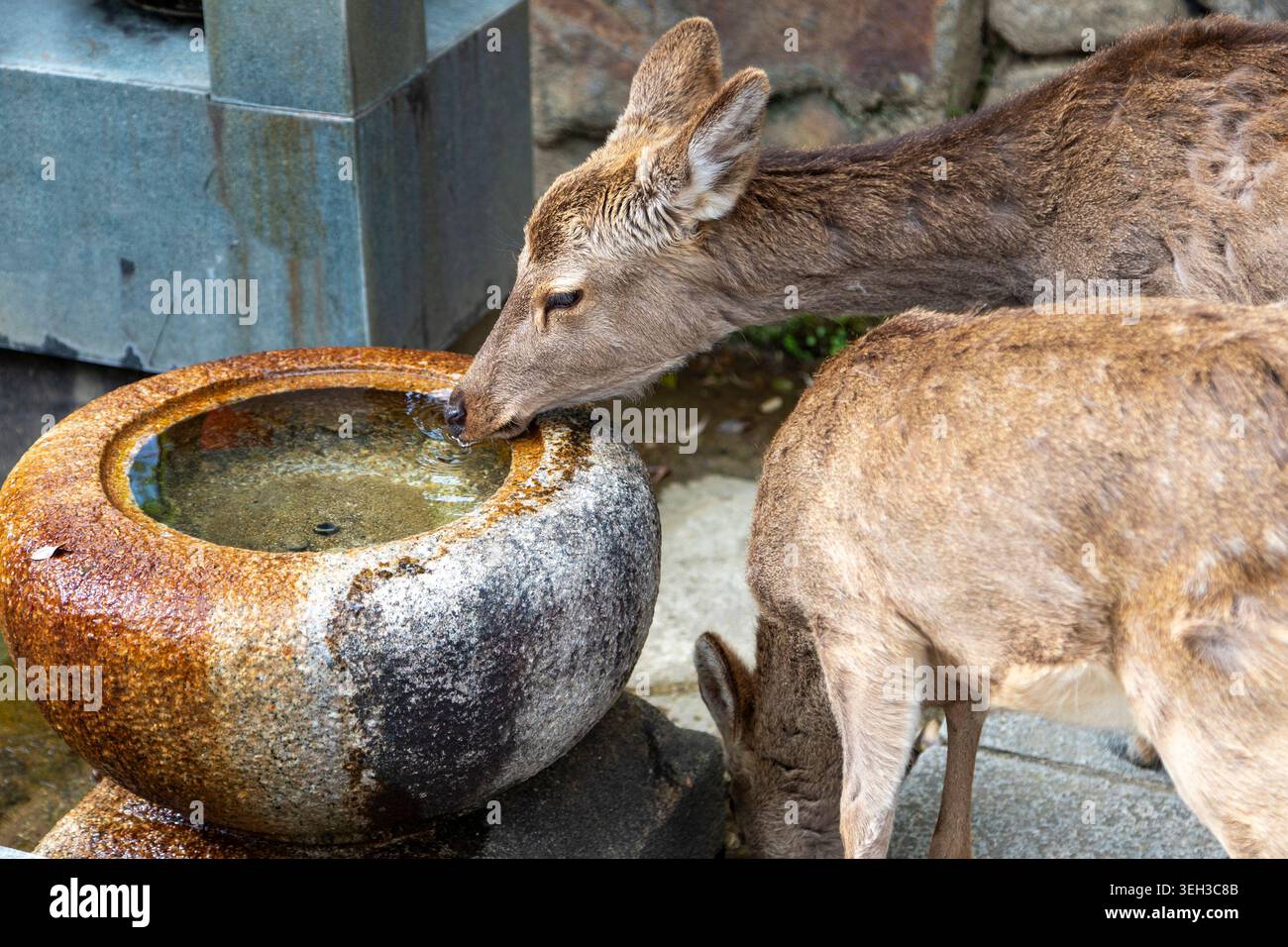 Wilde Sika-Hirsche trinken aus einem Steinrinnen in Nara, Japan. Eine beliebte Attraktion: 1.200 bis 1.500 Hirsche, die frei in Nara herumlaufen, betrachten Sie Stockfoto