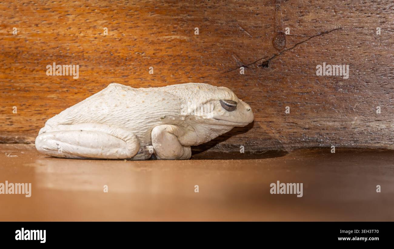 Sie haben oft ungebetene Besucher in Ihrer Safari-Lodge. Dieses hier tauchte eines Abends im Badezimmer auf. Schön und harmlos (nehme ich an). Stockfoto