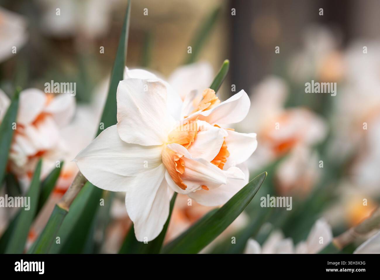 Nahaufnahme von weißen und pfirsichfarbenen Doppel-Narzissen-Blüten mit weichem Frühlingsbokeh in einer lebendigen Gartenumgebung. Stockfoto