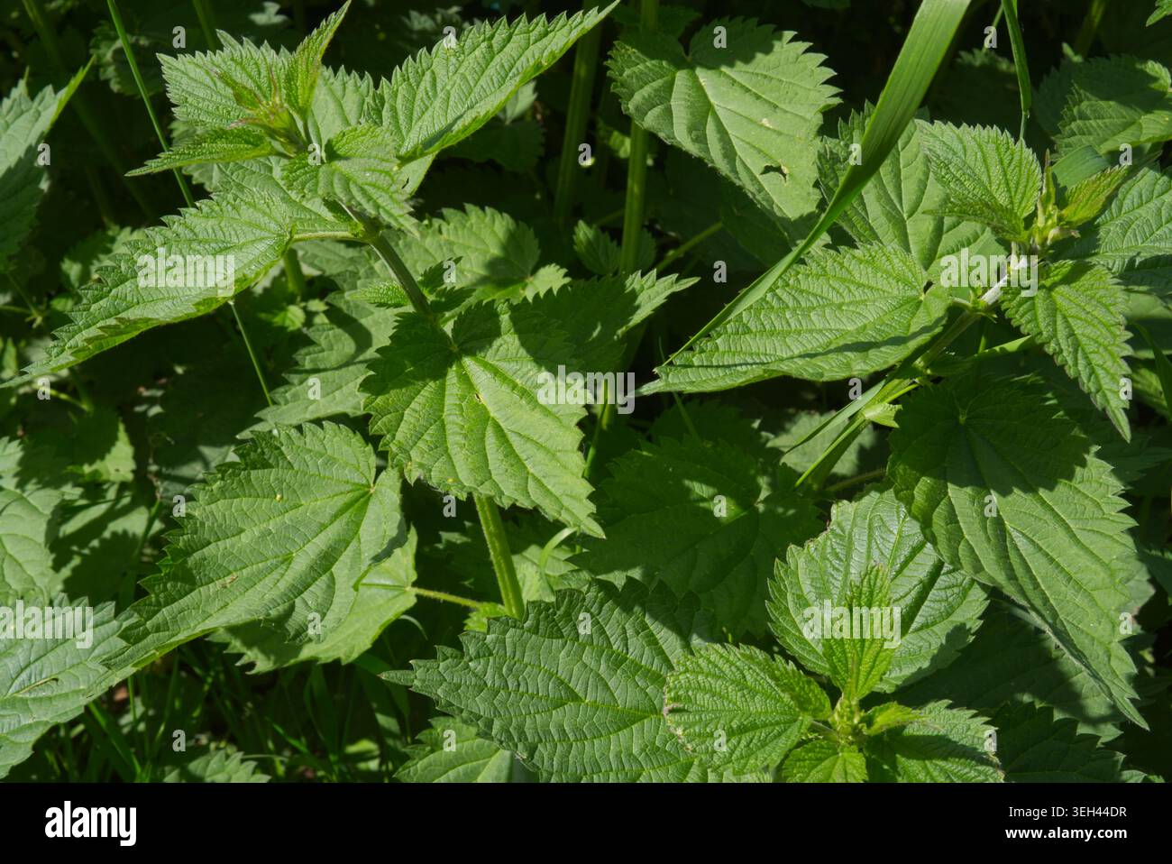 Frische grüne Blätter der Brennnessel (Urtica dioica) mit markanten gezackten Kanten, die unter hellem Frühlingssonnenlicht wild wachsen.-up von grünen Brennnesselblättern im hellen Sonnenlicht. Hochwertige Fotos Stockfoto