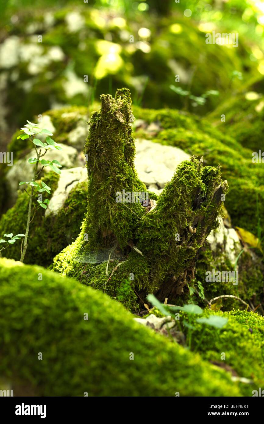 Ein alter verrottender Baumstumpf, der komplett mit einem dicken Teppich aus üppigem grünem Moos in einem wilden Wald bedeckt ist. Stockfoto