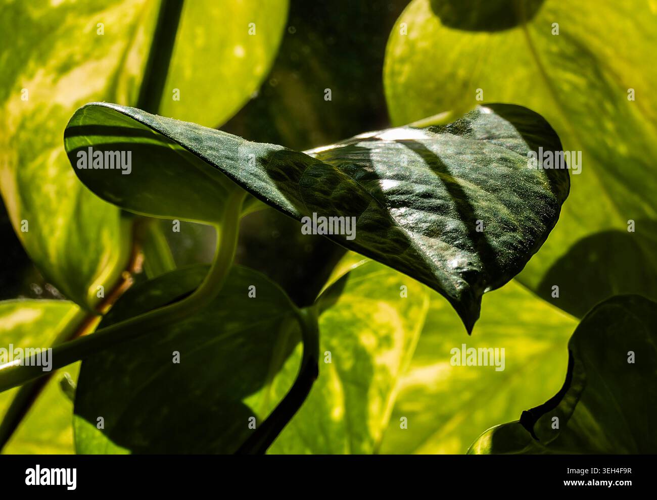 Schattige Linien verlaufen durch Blätter. Stockfoto