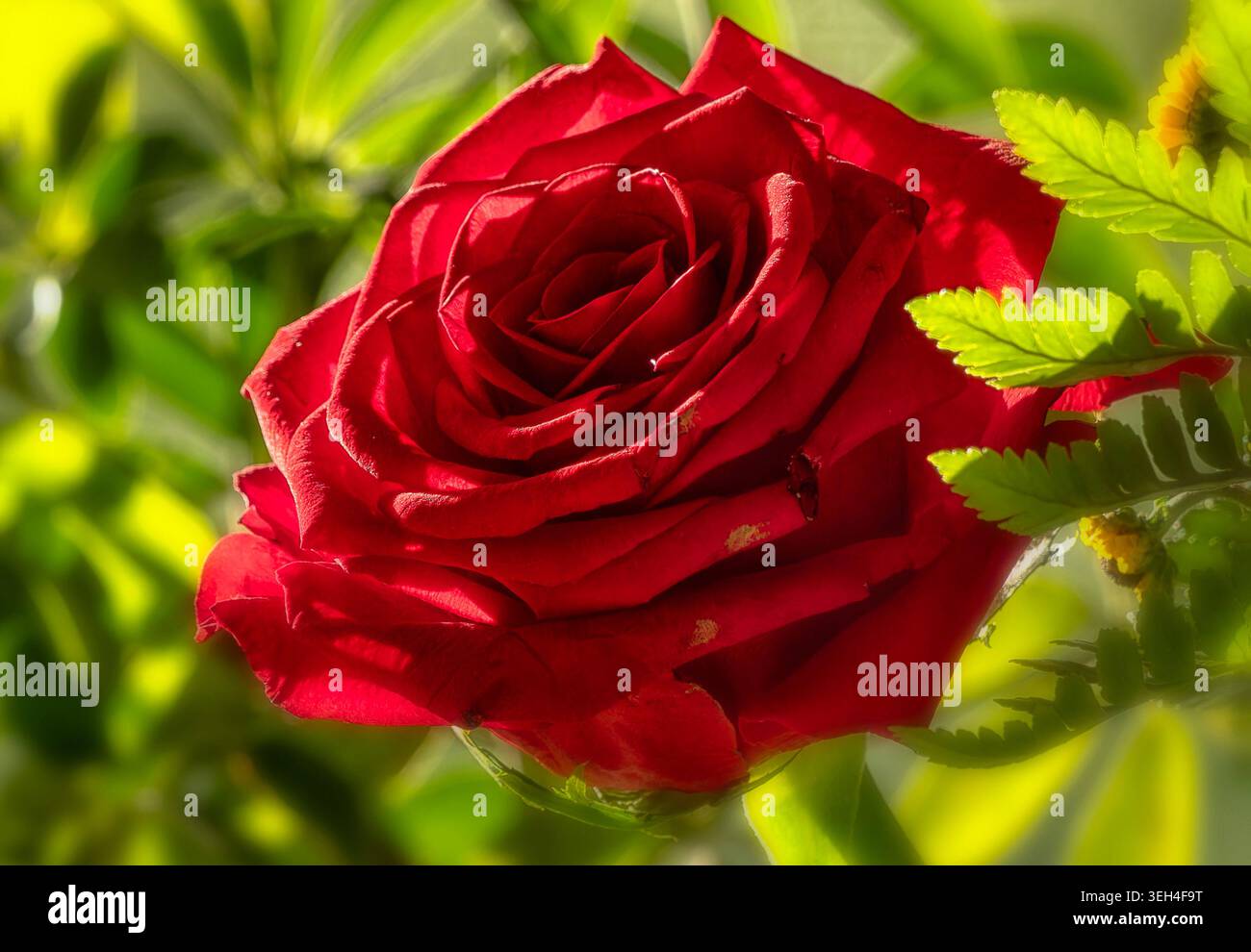 Ein hellroter Garten-Toast in einem Innenbereich. Stockfoto