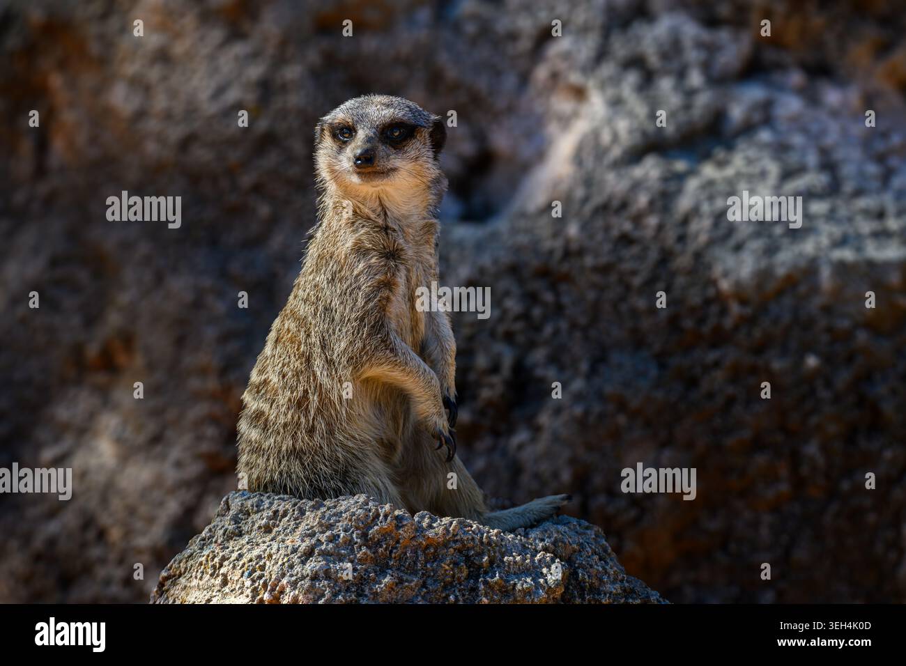 Sonniges Erdmännchen bewacht auf zerklüftetem Stein. Dunkle Schatten umrahmen ihren wachsamen, neugierigen Blick. Natürliches Licht hebt die Pelzstruktur und die bewusste Haltung hervor. Stockfoto