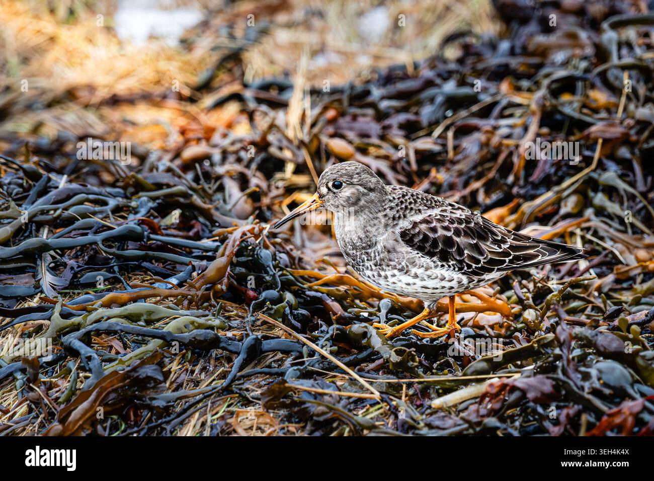 Ein violetter Sandpiper steht inmitten von trockenem Wintergras, das von einem Sonnenschein an den Küsten des Nusfjords auf den malerischen Lofoten-Inseln hervorgehoben wird. Stockfoto
