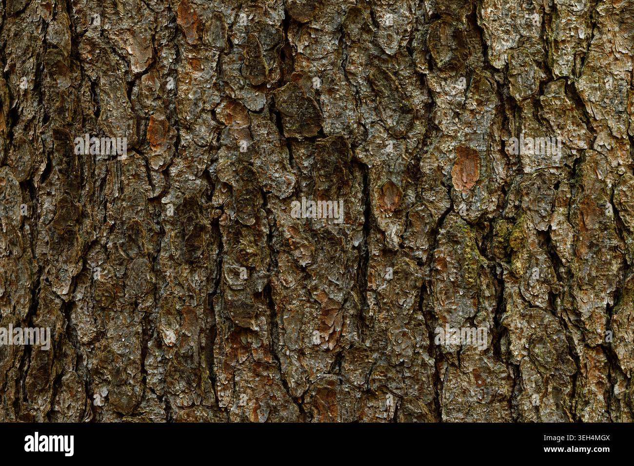 Baumrinde Textur Hintergrund Nahaufnahme natürliches Holzmuster Stockfoto