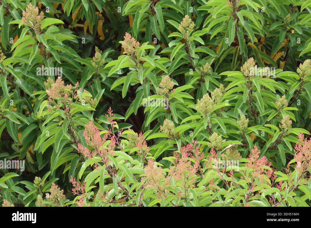 Malosma Laurina, ein attraktiver einheimischer Sträucher, der im Sommer im Küstengebiet von Los Angeles County teilweise geschlossene Globose-Blüten zeigt. Stockfoto