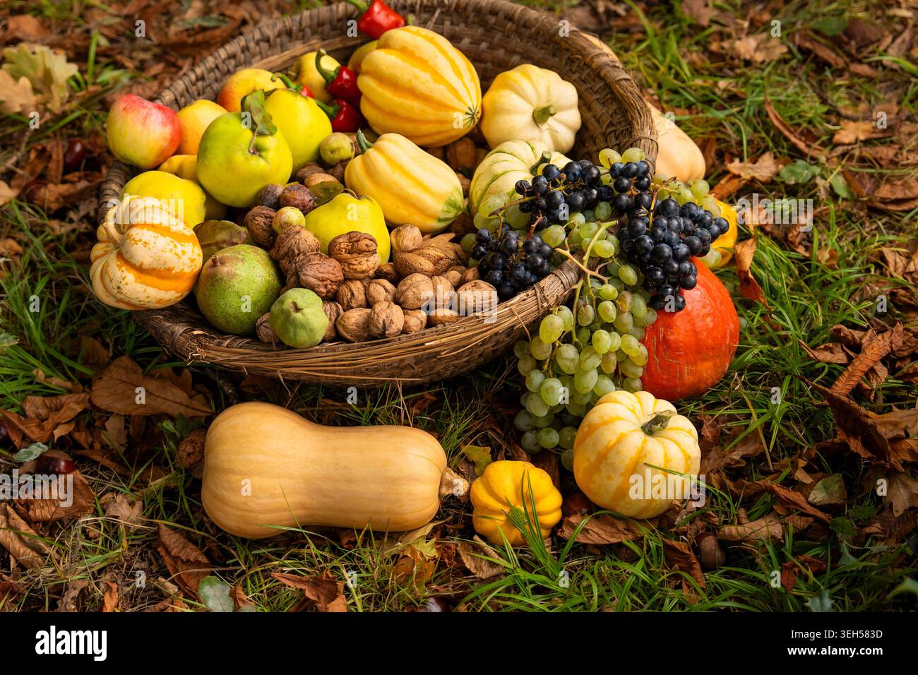 Rustikaler Herbstlese-Korb mit Zierkürzeln, frischen Trauben, Birnen, Äpfeln und Walnüssen im Freien auf herabfallenden Blättern. Lateinisches Ornamental Gou Stockfoto