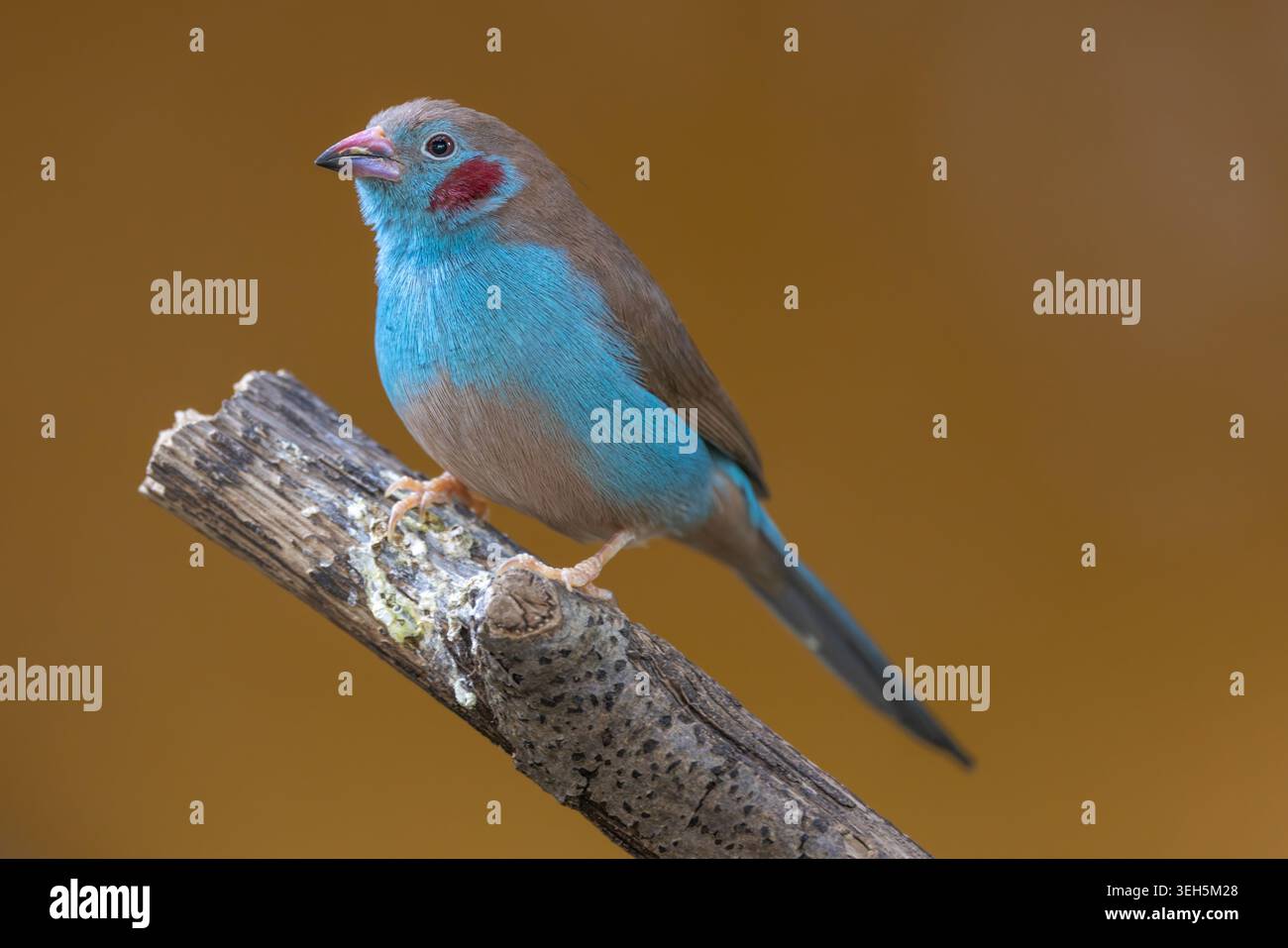 Blick auf einen Rotwangenvogel auf einem Holzzweig vor einem weichen braunen Hintergrund in Mulhouse, Grand Est, Frankreich. Stockfoto