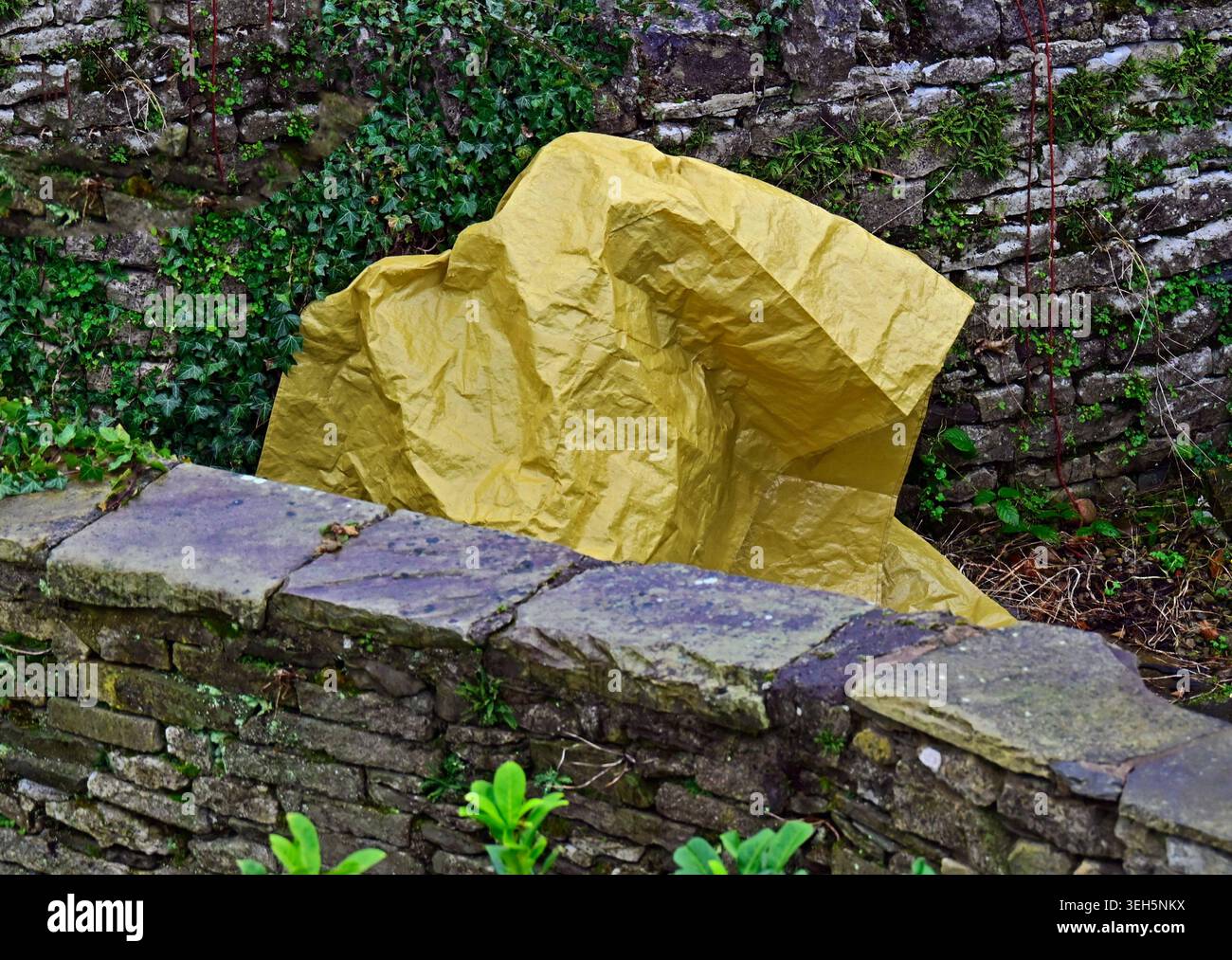 Gezerklüftete gelbe Plane im Garten von Haus Nr. 37. Beast Banks, Kendal, Cumbria, England, Vereinigtes Königreich, Europa. Stockfoto
