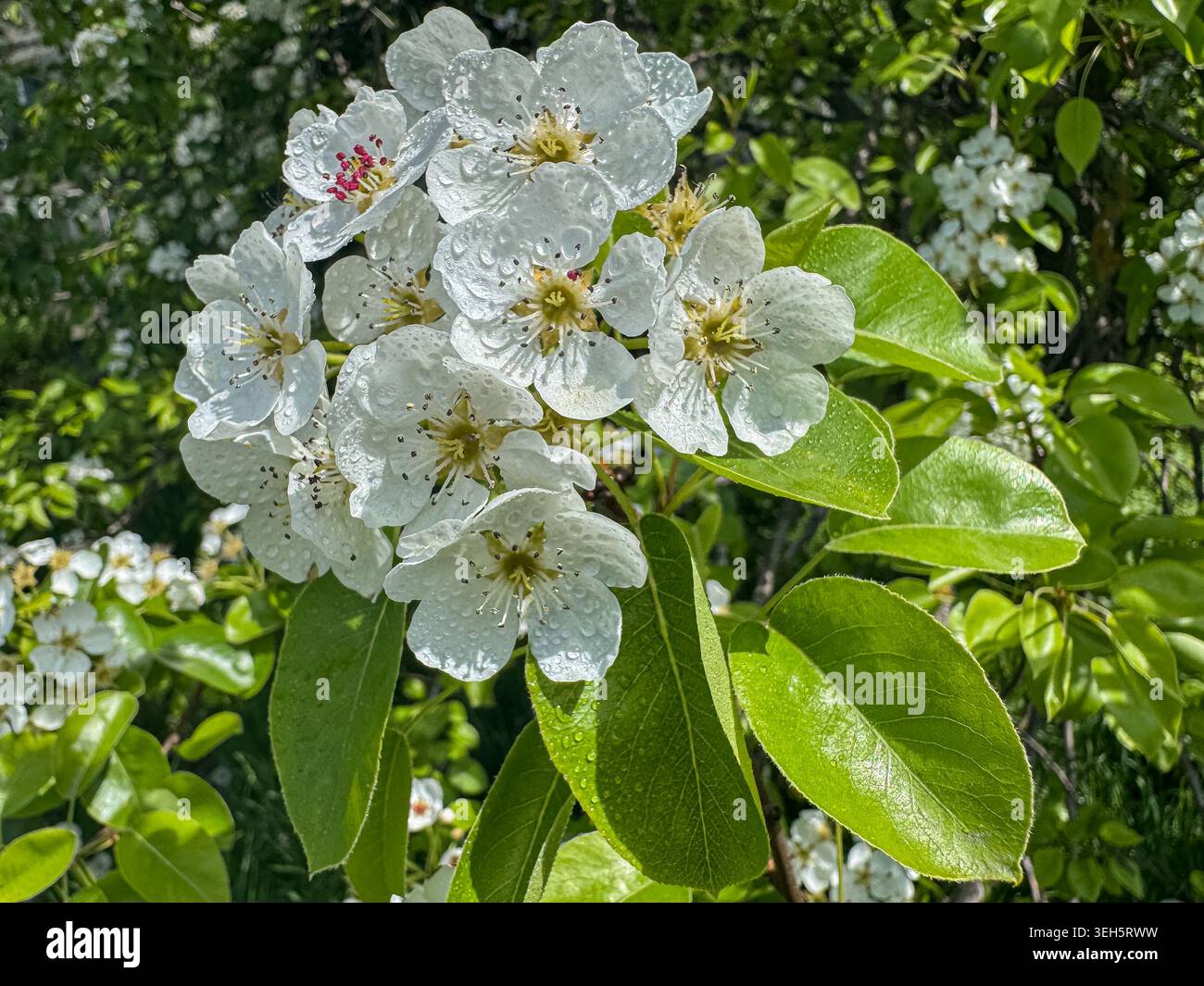 Nahaufnahme von weißen Birnenblüten, die nach Regen mit Süßwassertröpfchen bedeckt sind. Zarte Frühlingsblüten und leuchtend grüne Blätter sorgen für eine natürliche - Smartphone-aufgenommenes Stockfoto