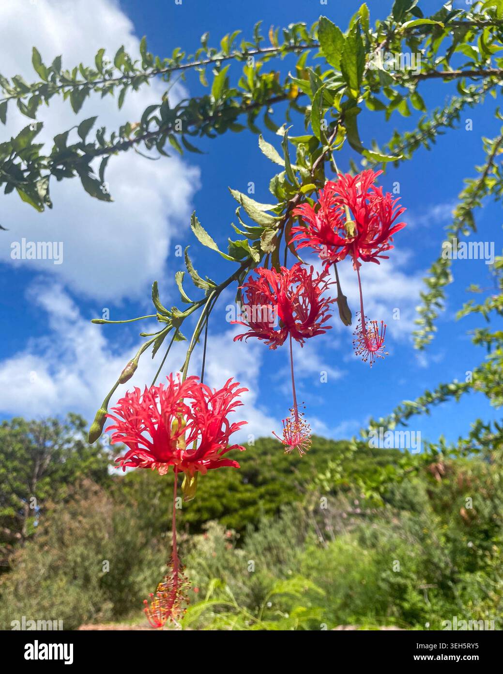 Rot gesäumte Hibiskusblüten blühen auf einem Blattzweig vor einem hellblauen Himmel mit weißen Wolken. Tropische Gartenszene mit exotischen Blüten. Stockfoto