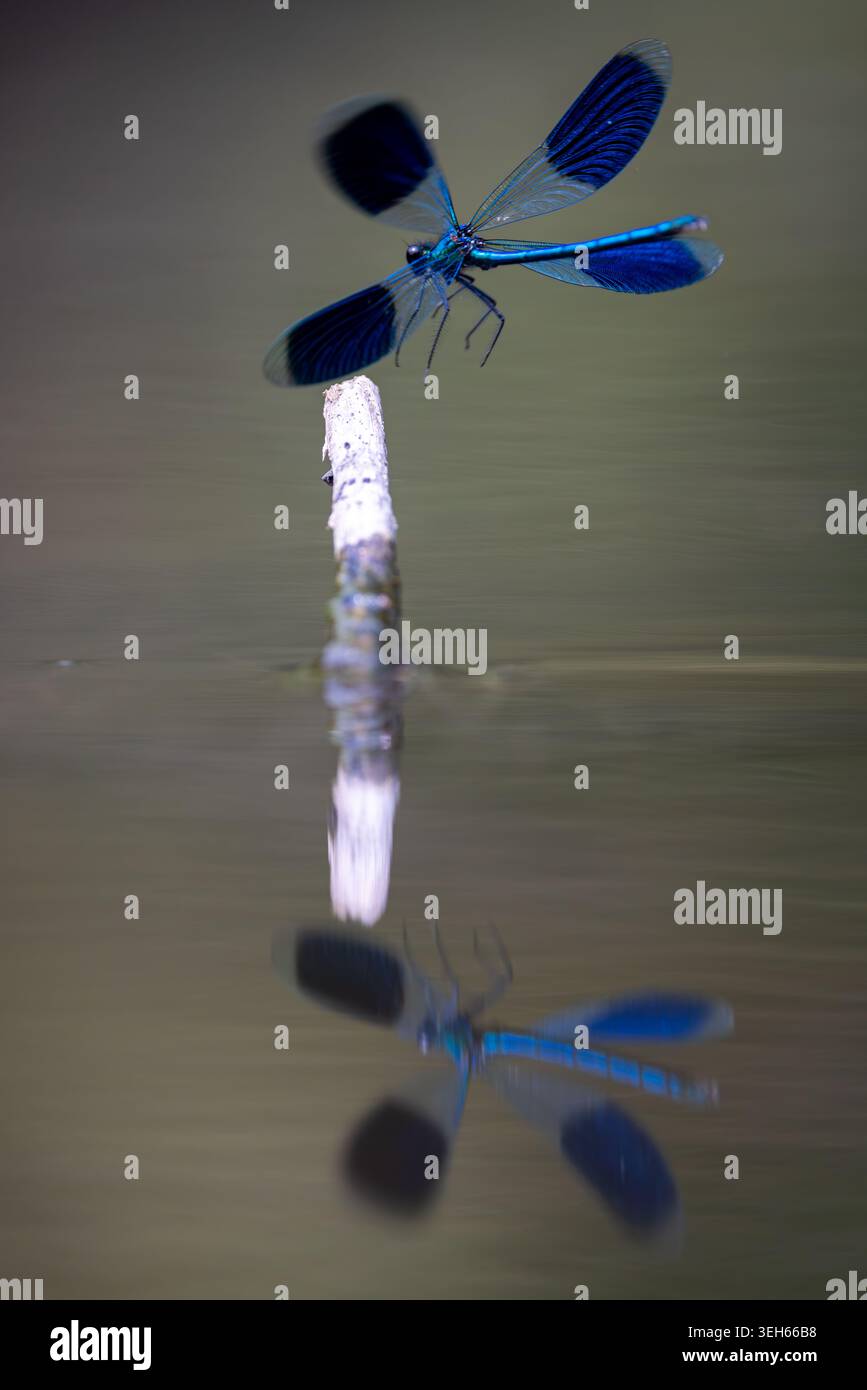 Blick auf eine blaue Damselfliege mit dunklen Flügeln, die auf einem Holzstock über ruhigem Wasser landen, mit einer scharfen Reflexion in Wittenheim, Grand Est, Frankreich. Stockfoto