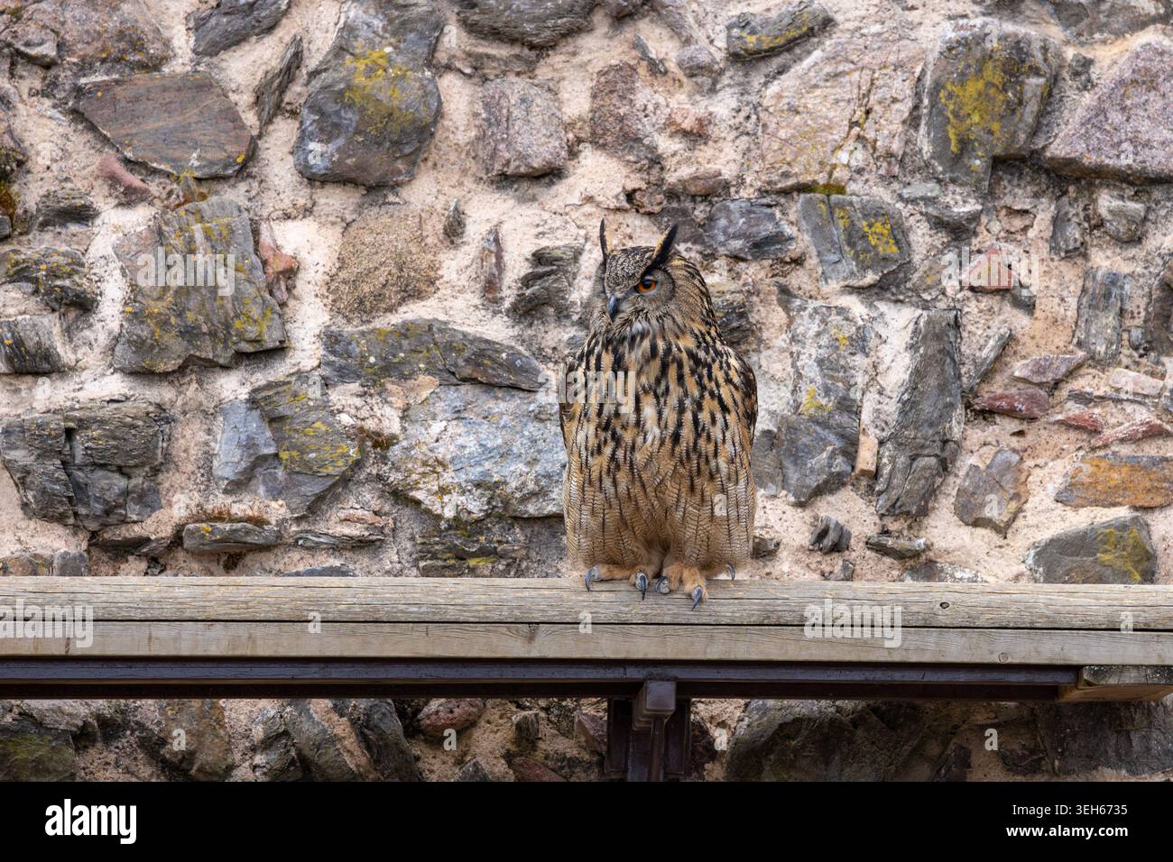 Blick auf eine majestätische eurasische Uhu, die auf einem Holzbalken gegen eine strukturierte Steinmauer in Selestat, Grand Est, Frankreich thront. Stockfoto