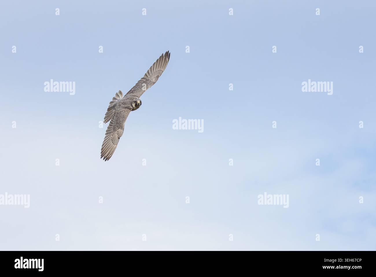 Blick auf einen Wanderfalken, der durch den klaren blauen Himmel schwingt und seine Flügel vollständig ausgestreckt hat Selestat, Grand Est, Frankreich. Stockfoto