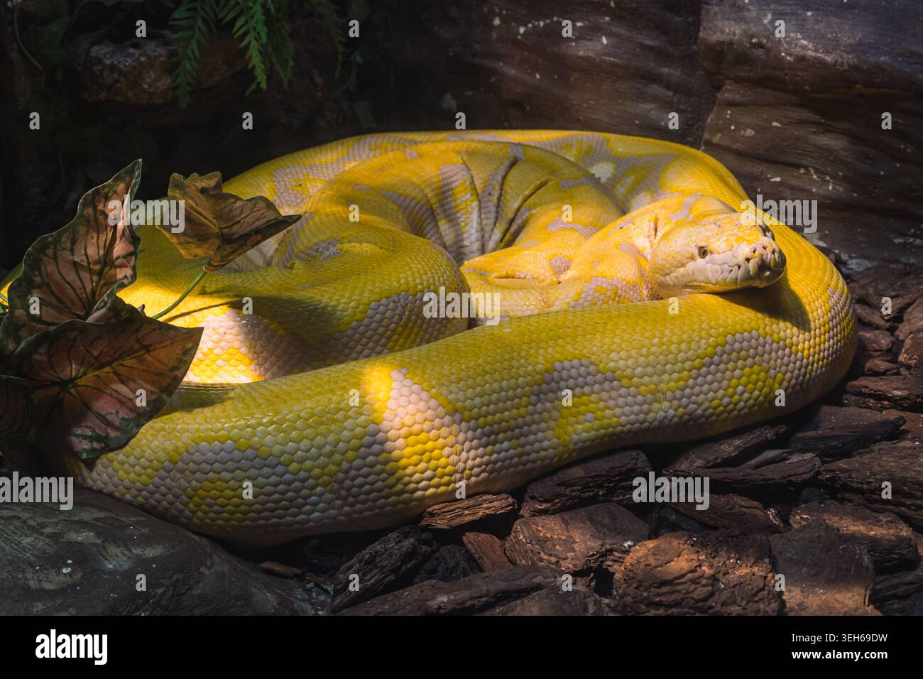 Albino-Netzpython ruht mit hellgelben Schuppen in einem schattigen Lebensraum Stockfoto