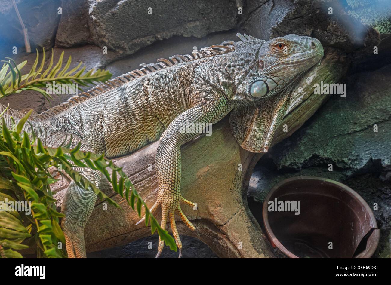 Grüner Leguan, der auf einem robusten Baumzweig zwischen Felsen und tropischem Laub in seinem Gehege ruht Stockfoto