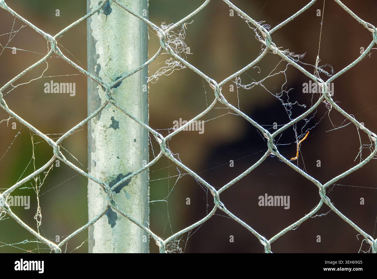 Vernachlässigter Maschendrahtzaun mit komplizierten Spinnweben fängt das Morgenlicht im Freien ein Stockfoto