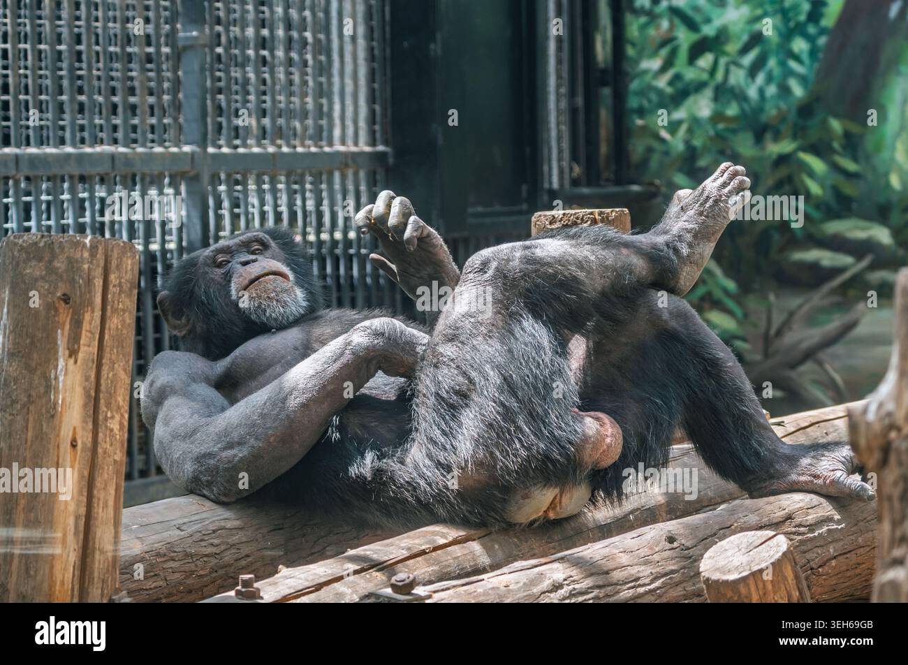 Der Schimpanse entspannt sich auf dem Rücken auf einem Baumstamm in seinem sonnendurchfluteten Gehege und genießt einen ruhigen Nachmittag im Zoo Stockfoto