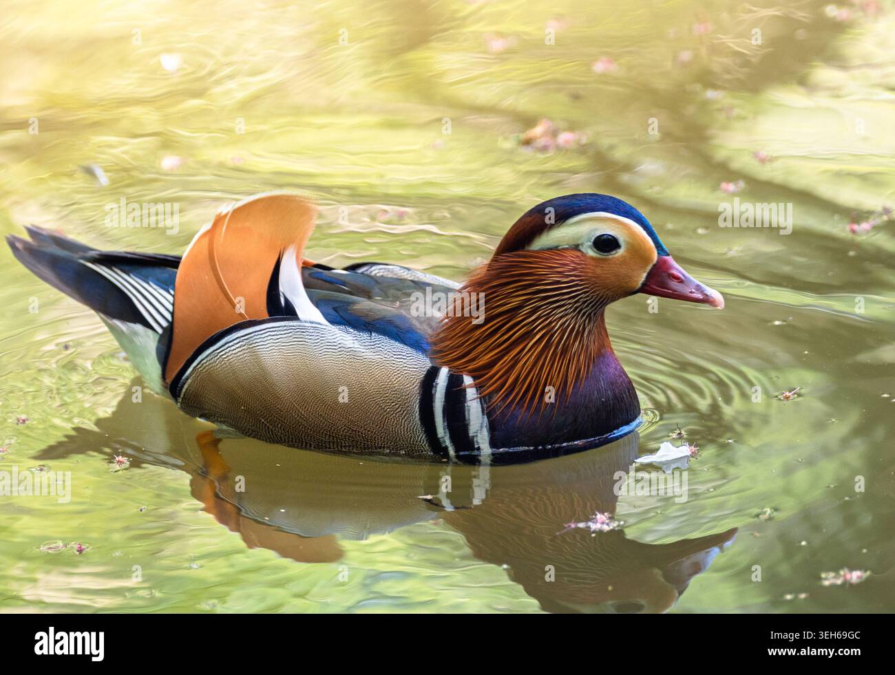 Exotische Mandarinenente mit auffälligem Gefieder beim Schwimmen auf grünem Wasser Stockfoto