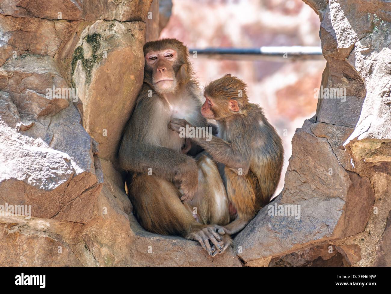 Zwei Rhesus-Makaken-Affen sitzen ruhig zusammen in einer Felsformation an einem hellen Tag Stockfoto