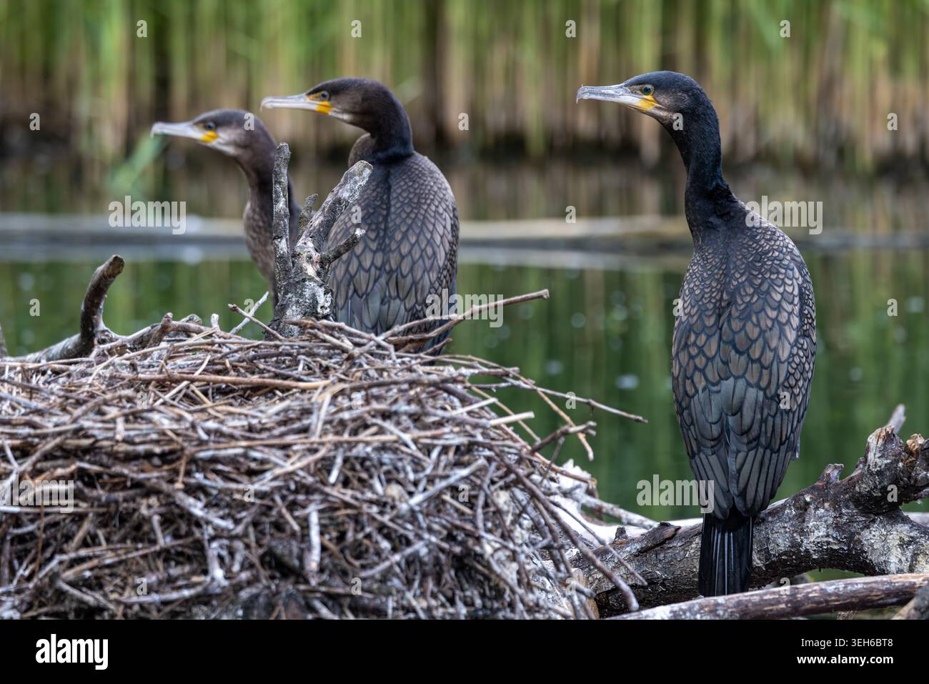 Blick auf drei Kormorane, die auf einem großen Nest aus Zweigen und Zweigen am Wasser mit grünem Schilf im Hintergrund stehen Selestat, Grand Est, Frankreich. Stockfoto