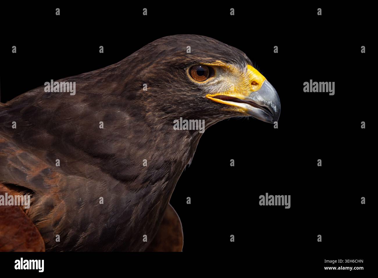 Blick auf das Profil eines Harris-Falken mit scharfem Schnabel und intensivem Blick vor schwarzem Hintergrund in Selestat, Grand Est, Frankreich. Stockfoto