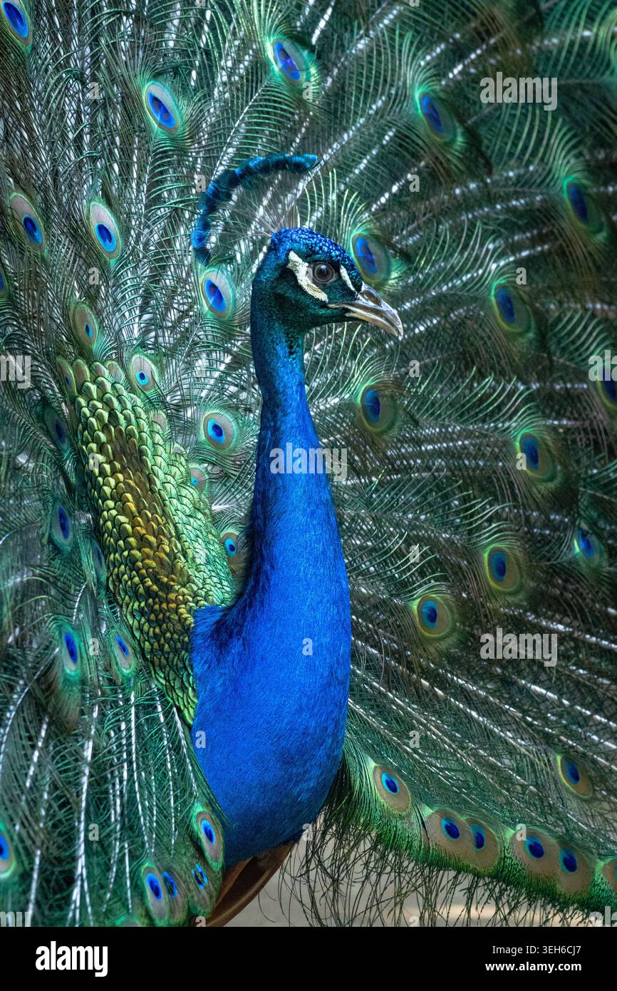 Der majestätische Pfau steht mit seinen voll aufgefächerten Schwanzfedern, die lebendige blaue, grüne und augenähnliche Muster in einer beeindruckenden natürlichen Darstellung zeigen. Stockfoto
