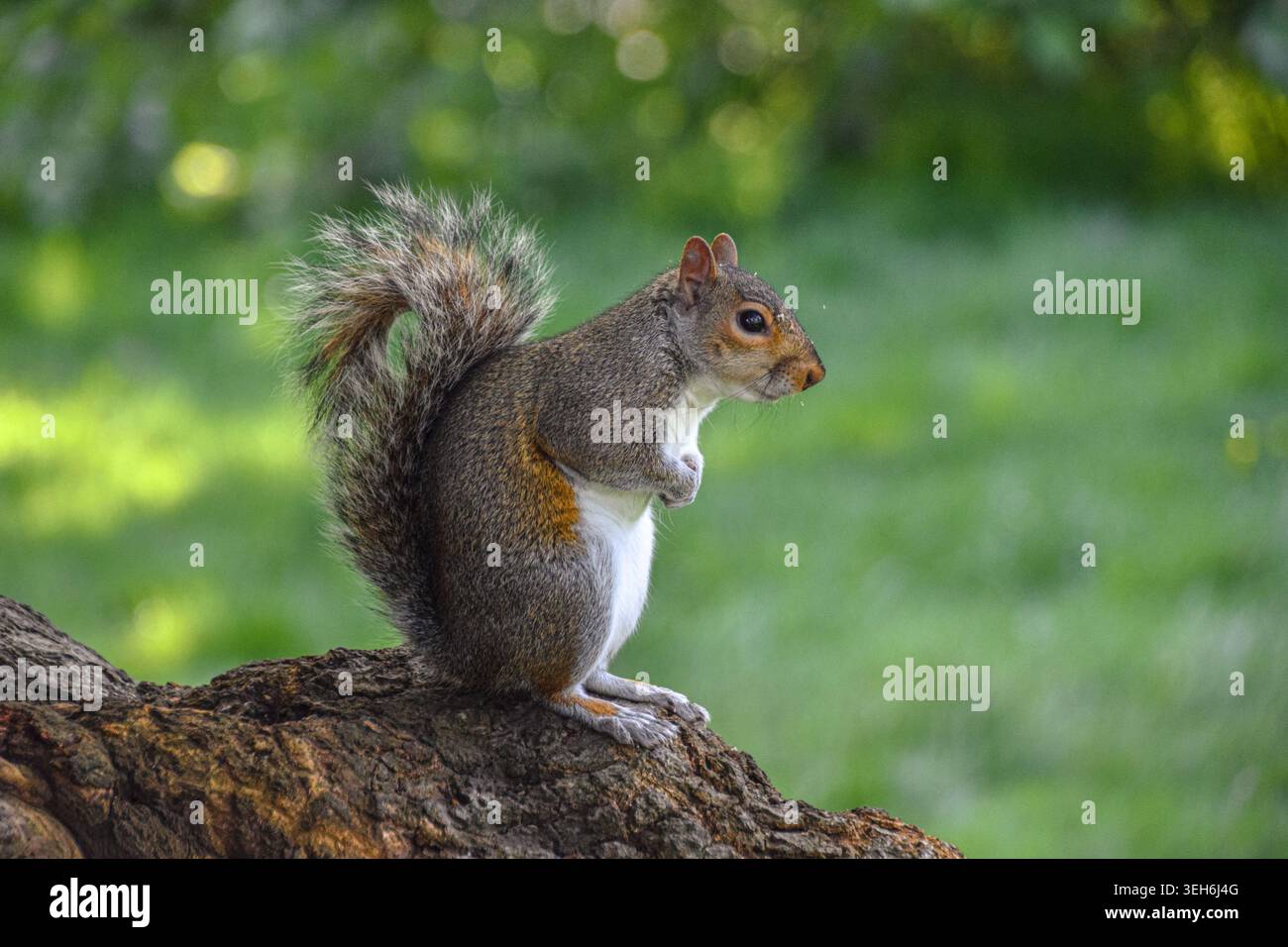 Graues Eichhörnchen, das auf einem Baumstamm warnt Stockfoto
