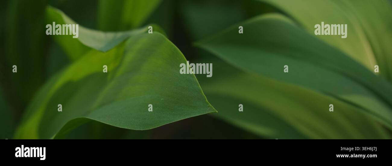 Abstrakte Makroansicht von leuchtend grünem Laub mit diffusem Sonnenlicht, die glatte organische Formen und natürliche botanische Texturen offenbart, ideal für Natur und Natur Stockfoto