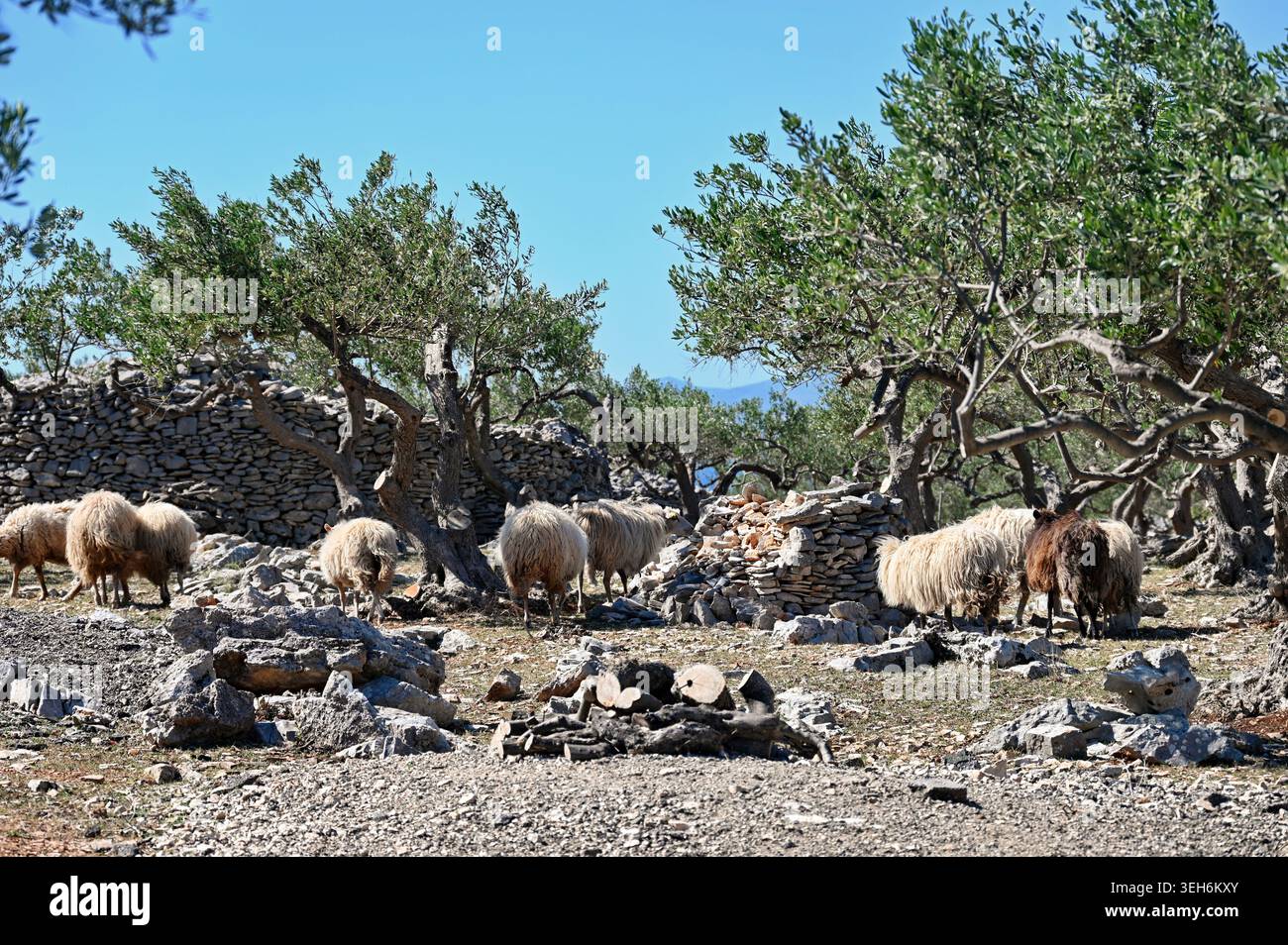 Schafherde im dalmatinischen Dorf, Kroatien Stockfoto