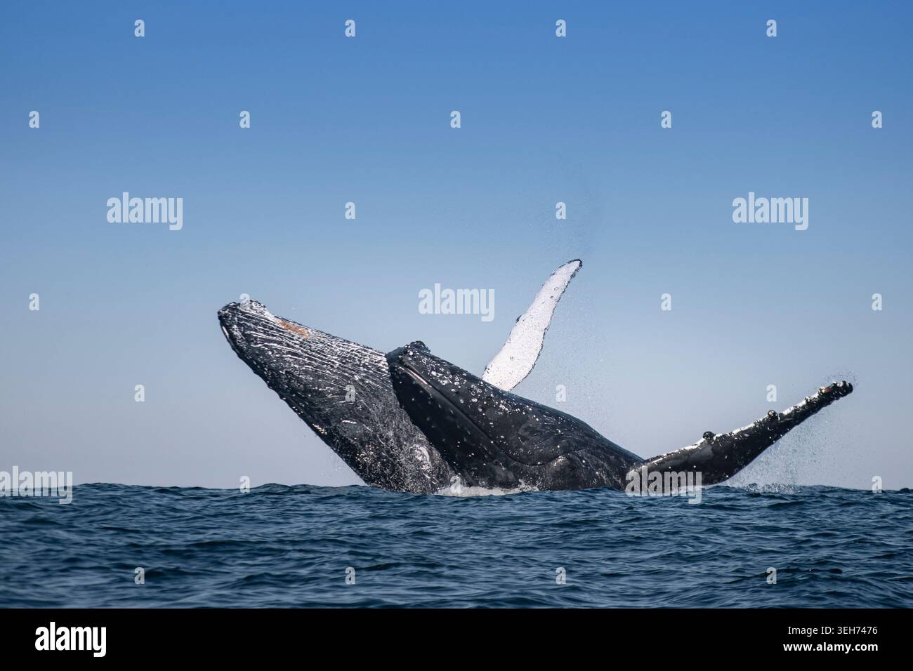 Doppelt synchronisierter Bruch von Buckelwalen (Megaptera novaeangliae) während des jährlichen Sardine Run vor der Wild Coast, Eastern Cape, Südafrika. Stockfoto