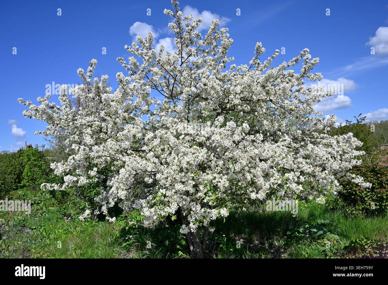 Weiße Frühlingsblüte von Malus oder Krabbenapfel „Evereste“ UK Garden April Stockfoto