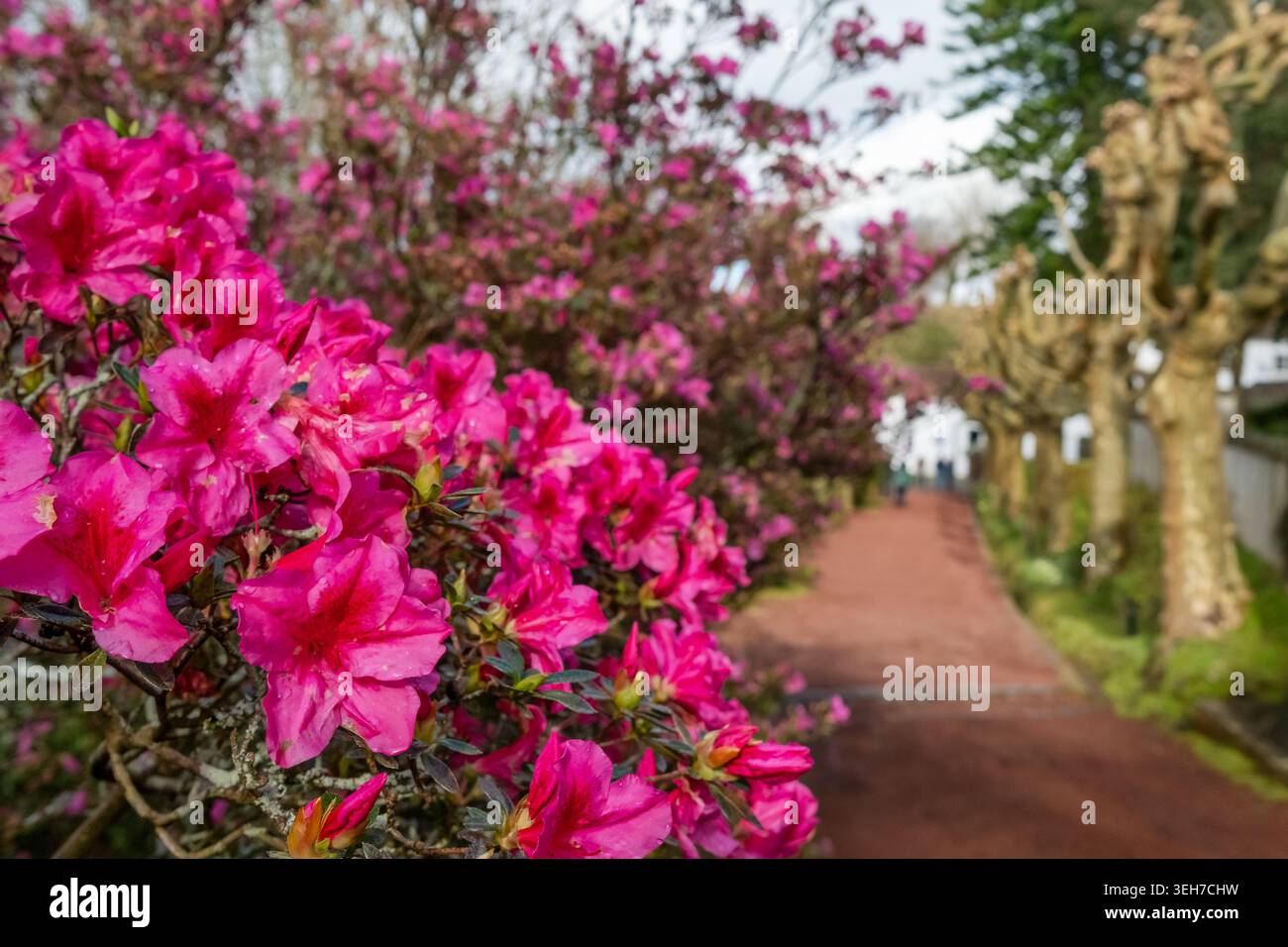 Pulsierendes Pink Azaleen in einem Azoren Garten, Sao Miguel Insel, Azoren, Portugal Stockfoto