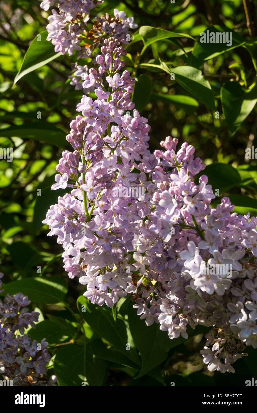 Es sind Lila-Blütenbündel geöffnet, die blassviolette Farbtöne zeigen. Leuchtend grüne Blätter bilden die Kulisse an einem sonnigen Frühlingstag. Stockfoto