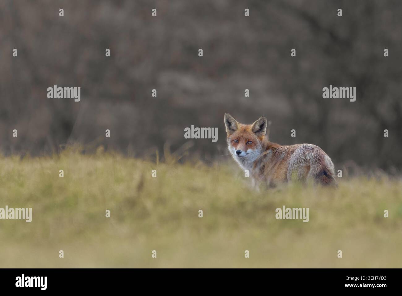Der Rotfuchs blickt zurück Stockfoto