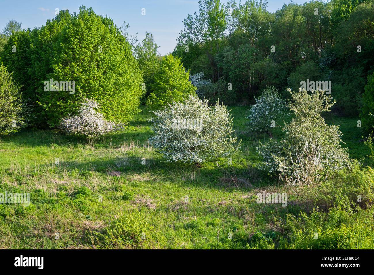 Verschiedene Arten von Bäumen und Sträuchern sind in einem sonnigen Bereich zu sehen. Grünes Laub und weiße Blüten füllen den Raum. Gras wächst unter dem Frühling Stockfoto