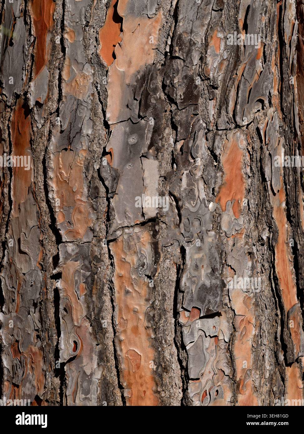 Die Textur rauer Kiefernrinde Stockfoto