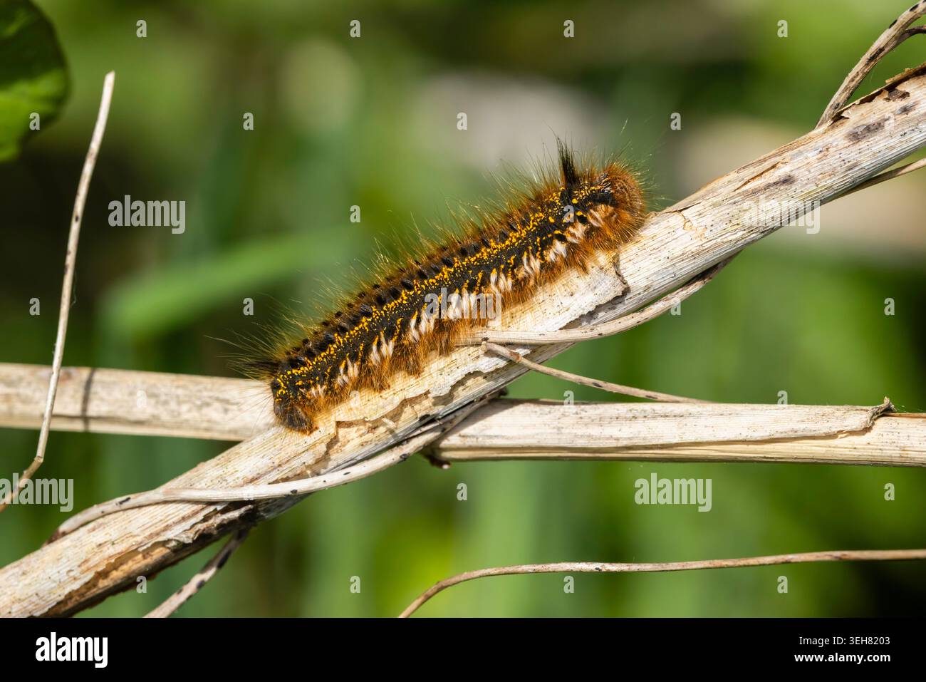 Trinker Moth Raupe auf einem alten gebrochenen Schilfstiel Stockfoto