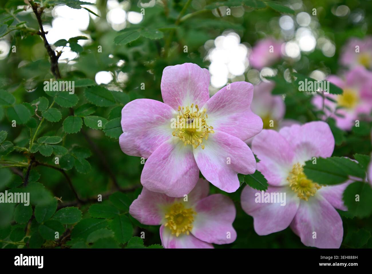 Weite Details der Rugosa-Rosenblüte. Die Deatils von Stamen und Blütenblättern. Weiß, rosa, gelb und grün. Stockfoto
