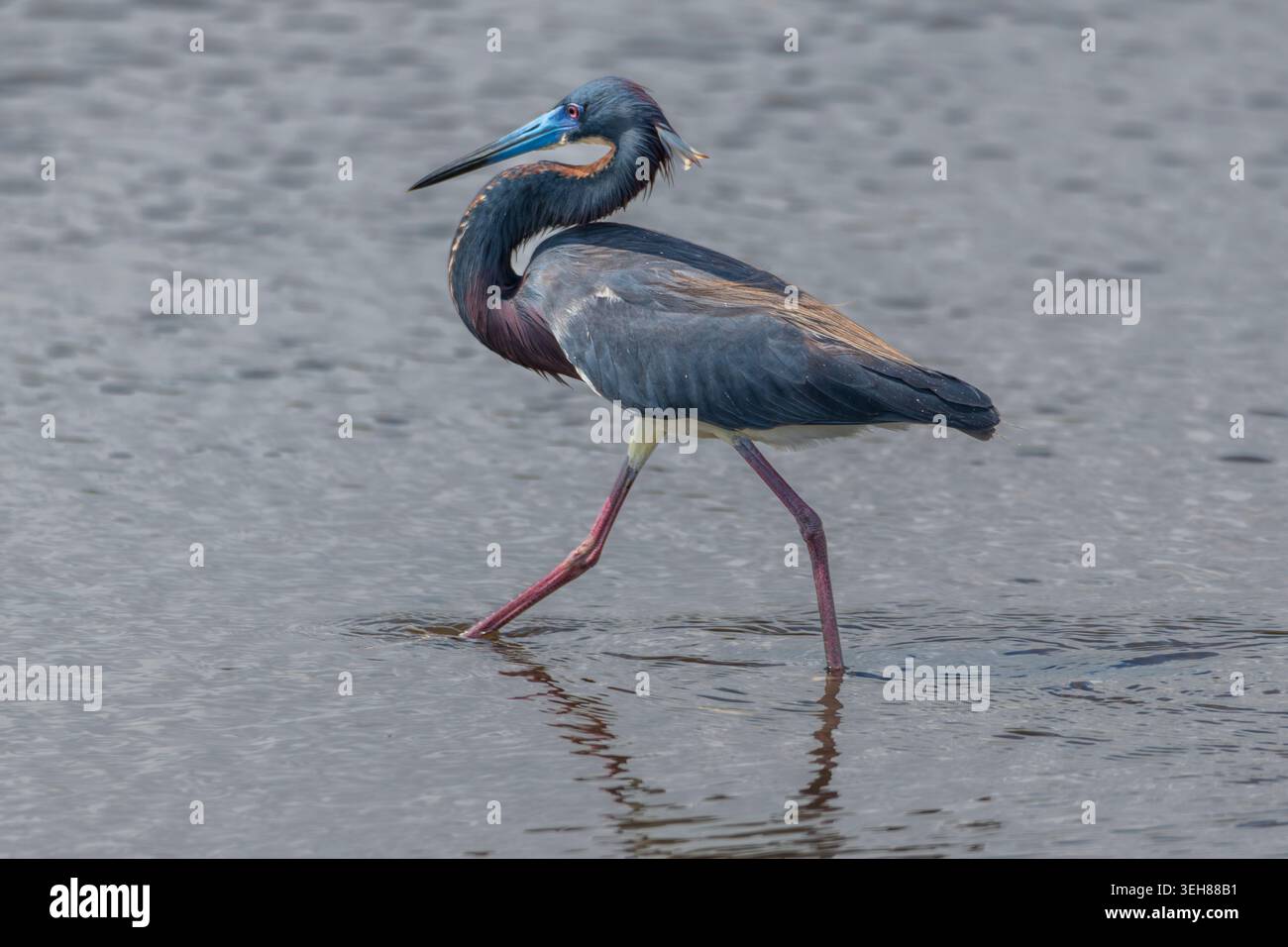 Nahaufnahme eines dreifarbigen Reihers Stockfoto