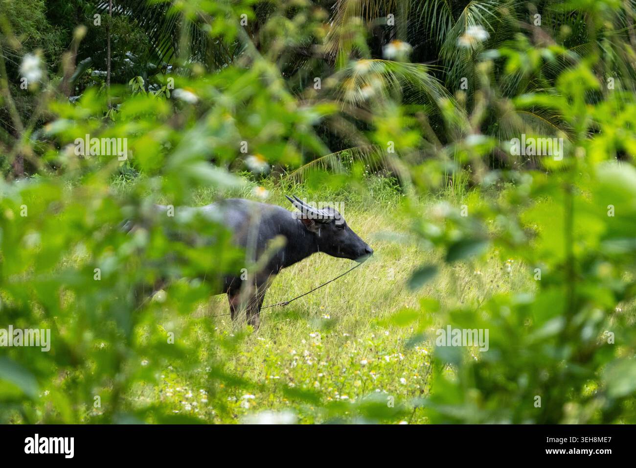 Thailändische Wasserbüffel, die inmitten üppiger, grüner tropischer Vegetation ruhen Stockfoto