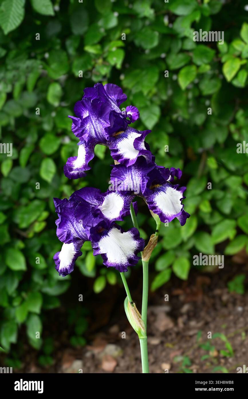 Iris tritt aus, große bärtige Iris, Iris germanica tritt aus, weiße Wasserfälle mit violetten Kanten Stockfoto