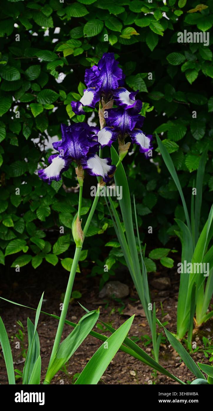 Iris tritt aus, große bärtige Iris, Iris germanica tritt aus, weiße Wasserfälle mit violetten Kanten Stockfoto