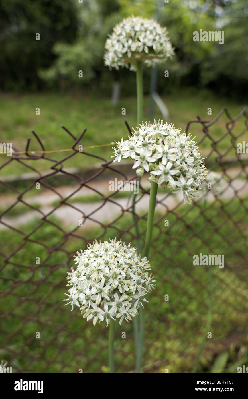 Knoblauch-Schnittlauch mit weißen kugelförmigen Blumenköpfen blühen in einem Garten im Freien und blühen neben einem rostigen Maschendrahtzaun unter natürlichem Licht Stockfoto