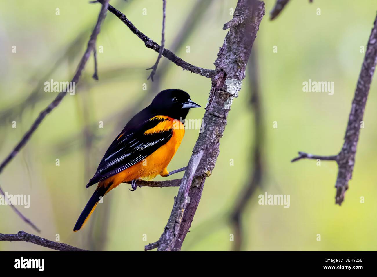 Baltimore Oriole, Ikterus galbula, männlicher Gesang auf dem Territorium im Mecosta County, Michigan, USA Stockfoto