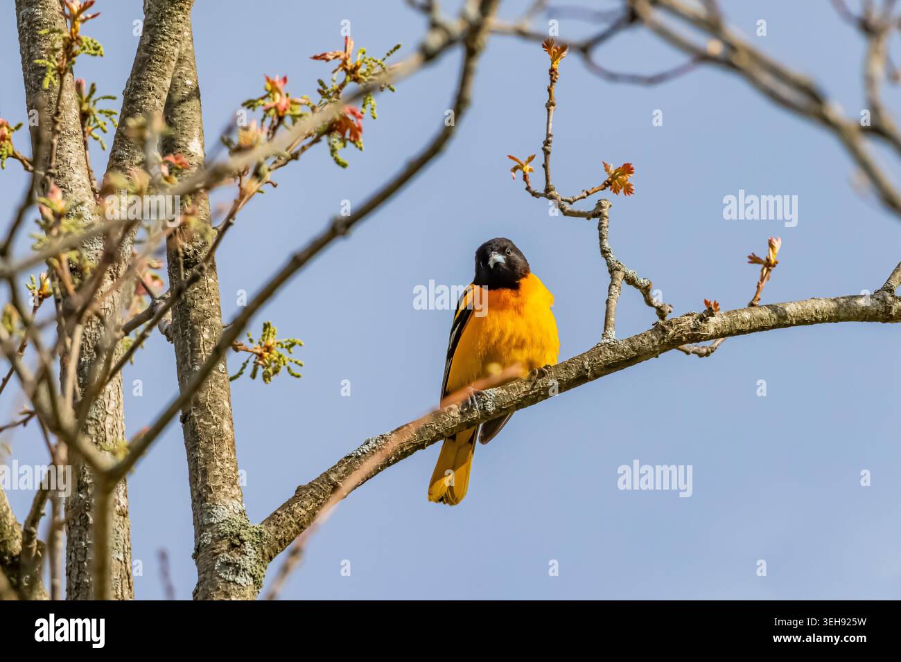Baltimore Oriole, Ikterus galbula, männlicher Gesang auf dem Territorium im Mecosta County, Michigan, USA Stockfoto